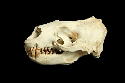 Lot 25 - A SOUTH AMERICAN FUR SEAL ( ARCTOCEPHALUS AUSTRALIS) SKULL