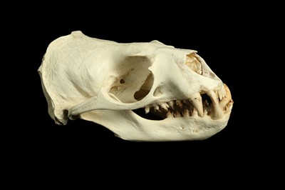Lot 26 - A JUVENILE FUR SEAL SKULL (FAMILY OTARIIDAE)
