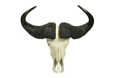 Lot 203 - A CAPE BUFFALO SKULL AND HORNS