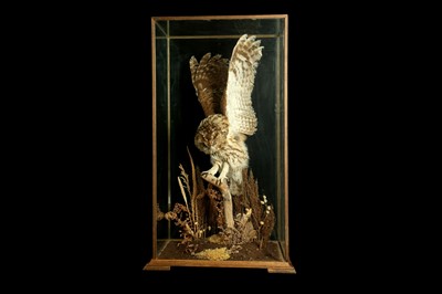 Lot 174 - TAXIDERMY: ENCASED TAWNY OWL (STRIX ALUCO)