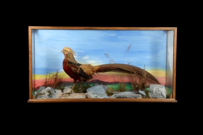 Lot 172 - TAXIDERMY: ENCASED GOLDEN PHEASANT (CHRYSOLOPHUS PICTUS)