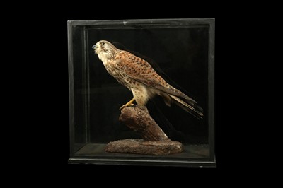 Lot 186 - A VICTORIAN TAXIDERMY KESTREL (FALCO TINNUNCULUS)