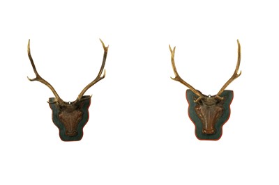 Lot 211 - A PAIR OF FINELY CARVED  SCOTTISH RED DEER HEAD WITH ANTLERS, CIRCA 1860