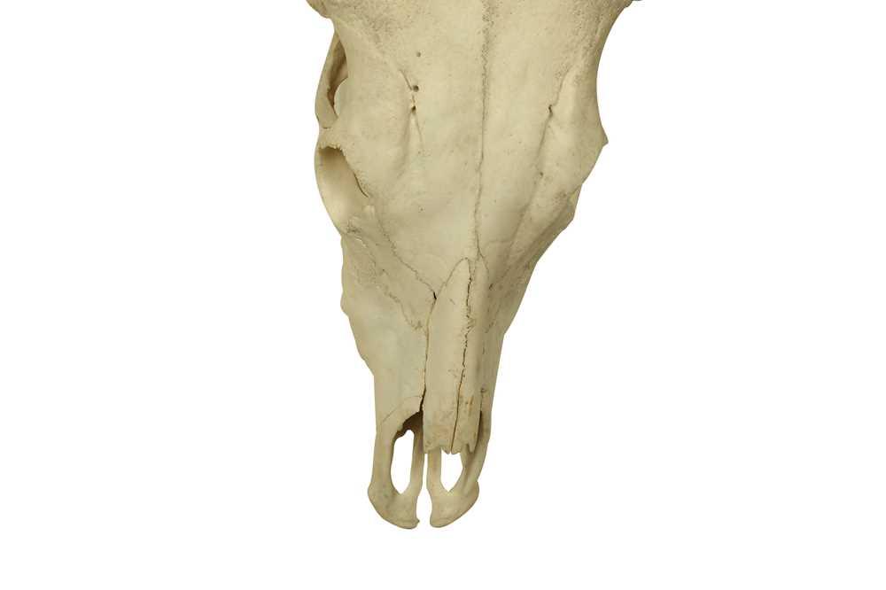 Lot 201 - AFRICAN ANKOLE-WATUSI BULL SKULL AND HORNS