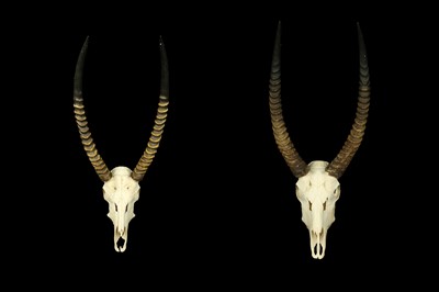 Lot 137 - TWO WATEBUCK SKULL AND HORNS