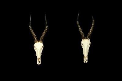Lot 138 - TWO BLESBOLK ANTELOPE SKULL AND HORNS