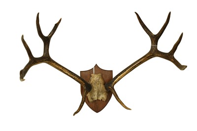 Lot 222 - A RARE SET OF BARASINGH ANTLERS