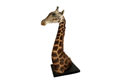 Lot 97 - A TAXIDERMY GIRAFFE HEAD AND NECK BY SIMON 'THE STUFFA' WILSON