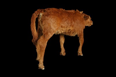 Lot 100 - A TAXIDERMY TWO HEADED CALF BY SIMON 'THE STUFFA' WILSON