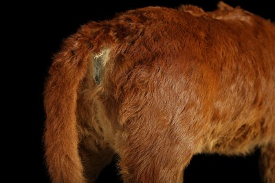 Lot 100 - A TAXIDERMY TWO HEADED CALF BY SIMON 'THE STUFFA' WILSON