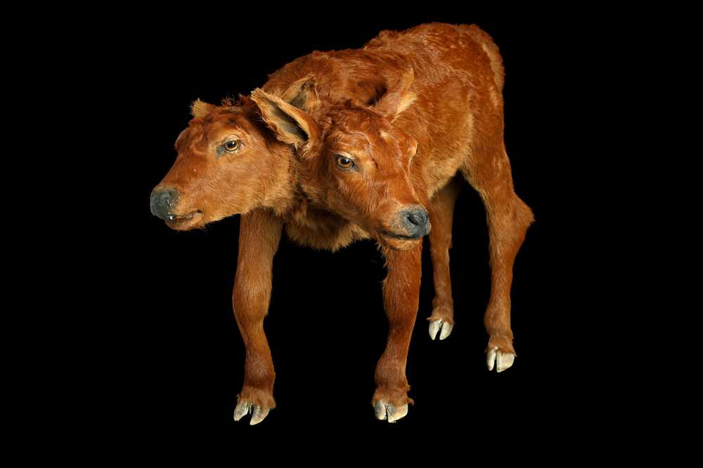 Lot 100 - A TAXIDERMY TWO HEADED CALF BY SIMON 'THE STUFFA' WILSON