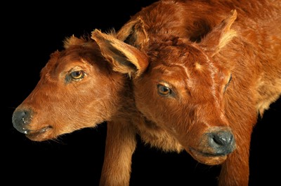 Lot 100 - A TAXIDERMY TWO HEADED CALF BY SIMON 'THE STUFFA' WILSON