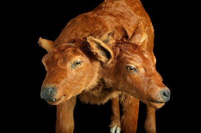 Lot 100 - A TAXIDERMY TWO HEADED CALF BY SIMON 'THE STUFFA' WILSON