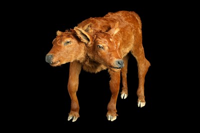 Lot 100 - A TAXIDERMY TWO HEADED CALF BY SIMON 'THE STUFFA' WILSON