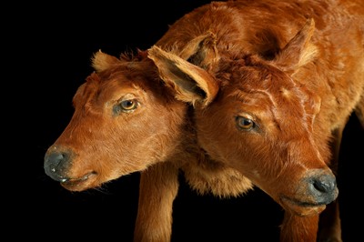 Lot 100 - A TAXIDERMY TWO HEADED CALF BY SIMON 'THE STUFFA' WILSON