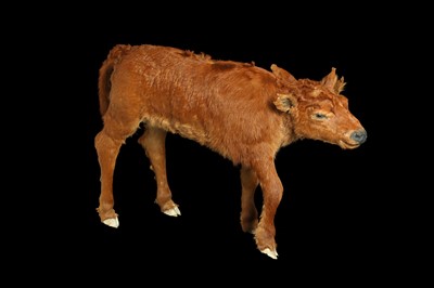 Lot 100 - A TAXIDERMY TWO HEADED CALF BY SIMON 'THE STUFFA' WILSON