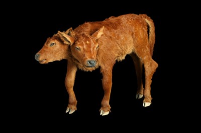 Lot 100 - A TAXIDERMY TWO HEADED CALF BY SIMON 'THE STUFFA' WILSON