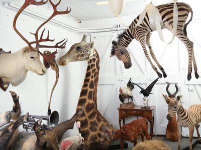 Lot 96 - A FLOATING ZEBRA BY SIMON 'THE STUFFA' WILSON