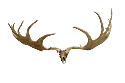 Lot 104 - A REPLICA SET OF MASSIVE IRISH ELK FOSSILIZED ANTLERS (MEGALOCEROS GIGANTEUS)