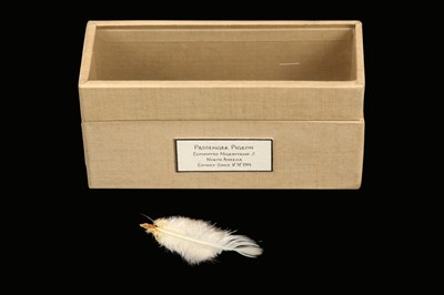 Lot 12 - RELICS OF EXTINCT BIRDS: A FEATHER OF A FEMALE  PASSENGER PIGEON, ECTOPISTES MIGRATORIUS