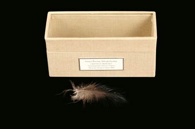 Lot 13 - RELICS OF EXTINCT BIRDS: A FEATHER OF AN IVORY BILLED WOODPECKER, CAMPEPHILUS  PRINCIPALIS