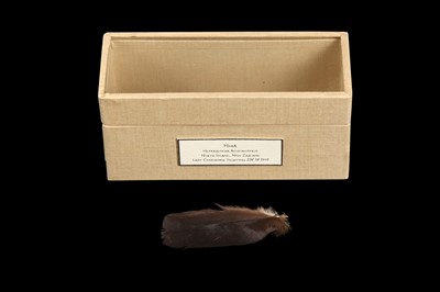 Lot 14 - RELICS OF EXTINCT BIRDS: A FEATHER OF AN HUIA, HETERALOCHA ACUTIROSTRIS