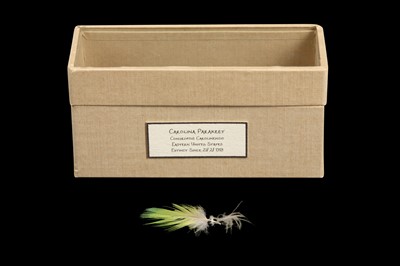 Lot 16 - RELICS OF EXTINCT BIRDS:  A FEATHER OF A CAROLINA PARAKEET, CONUROPSIS CAROLINENSIS