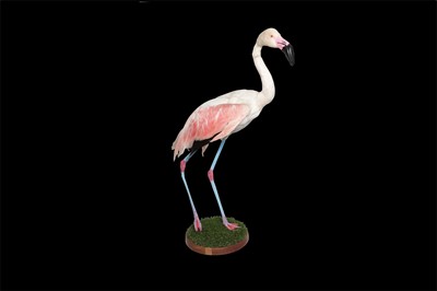 Lot 167 - TAXIDERMY: CHILEAN FLAMINGO (PHOENICOPTERUS CHILENSIS), MID-LATE 20TH CENTURY