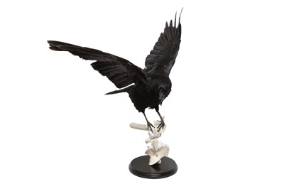 Lot 187 - TAXIDERMY: CARRION CROW (CORVUS CORONE), MODERN