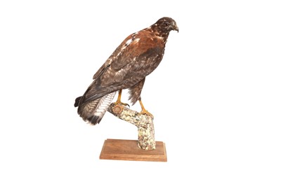 Lot 173 - TAXIDERMY: VARIABLE HAWK (GERANOAETUS POLYOSOMA), EARLY 20TH CENTURY