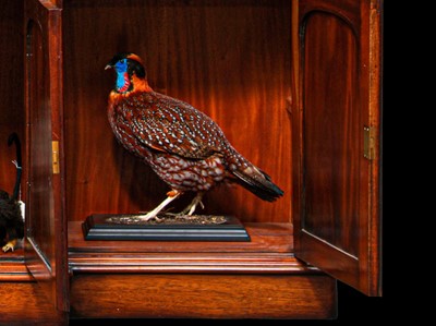 Lot 150 - TAXIDERMY: TEMMINCK'S TRAGOPAN (TRAGOPAN TEMMINCKII), LATE 20TH CENTURY