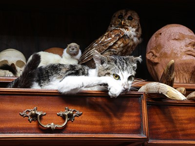 Lot 140 - TAXIDERMY: ‘CAT ON THE SHELF’ DOMESTIC CAT, (FELIS CATUS), MODERN