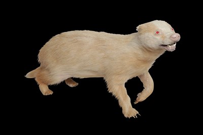 Lot 183 - TAXIDERMY: RARE ALBINO EUROPEAN BADGER (MELES MELES), MID 20TH CENTURY