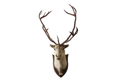 Lot 213 - TAXIDERMY: REINDEER (RANGIFER TARANDUS) BY PETER SPICER & SONS, CIRCA 1937