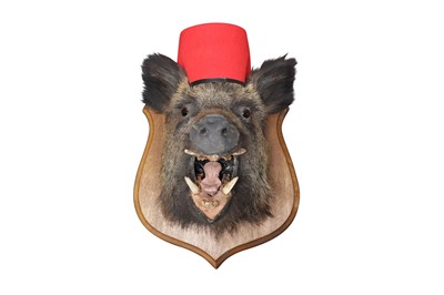 Lot 199 - TAXIDERMY: WILD BOAR (SUS SCROFA), MID-LATE 20TH CENTURY