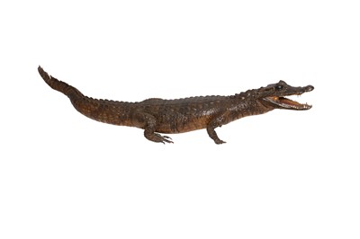 Lot 155 - TAXIDERMY: CAIMAN CROCODILE, EARLY 20TH CENTURY