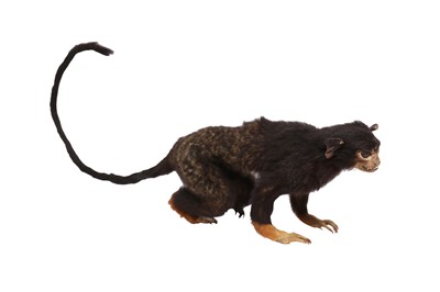 Lot 162 - TAXIDERMY: GOLDEN-HANDED TAMARIN MONKEY (SAGUINUS MIDAS), EARLY 20TH CENTURY