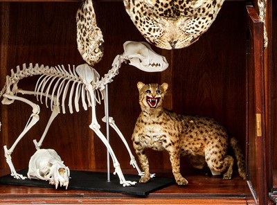 Lot 142 - TAXIDERMY: GEOFFROY'S CAT (LEOPARDUS GEOFFROYI), EARLY 20TH CENTURY