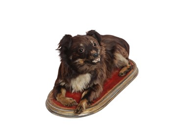 Lot 143 - TAXIDERMY: VICTORIAN DOMESTIC DOG ON GILT PLINTH, LATE 19TH CENTURY