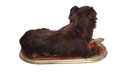 Lot 143 - TAXIDERMY: VICTORIAN DOMESTIC DOG ON GILT PLINTH, LATE 19TH CENTURY