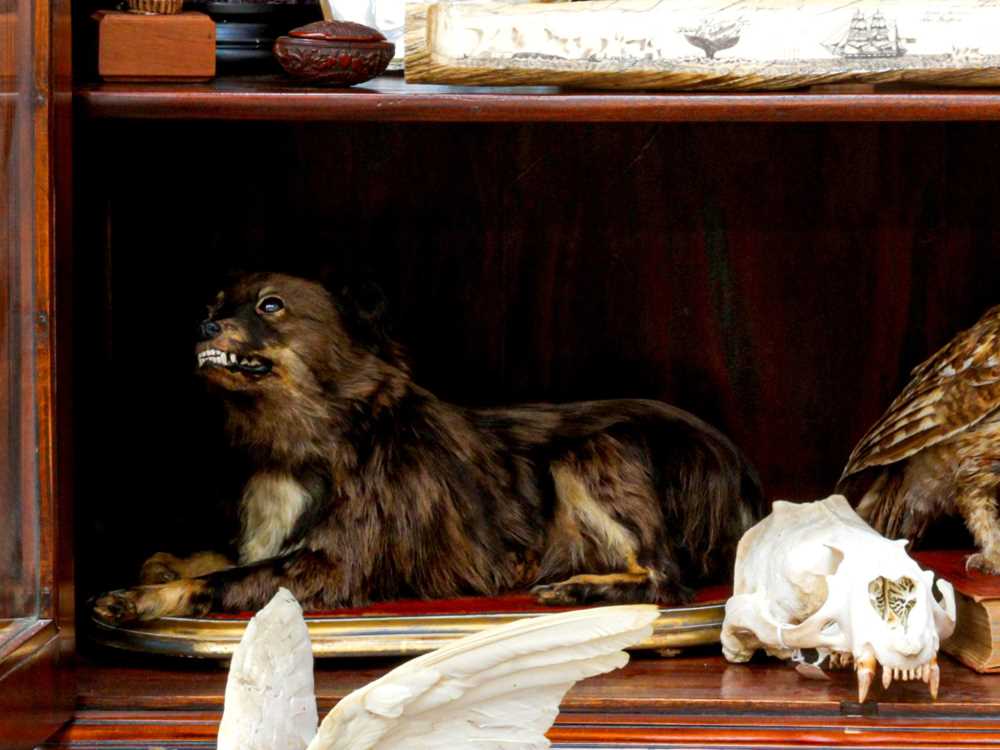Lot 143 - TAXIDERMY: VICTORIAN DOMESTIC DOG ON GILT PLINTH, LATE 19TH CENTURY