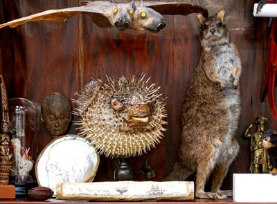 Lot 145 - TAXIDERMY: PARMA WALLABY (MACROPUS PARMA), MODERN