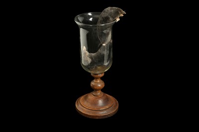 Lot 161 - TAXIDERMY: ‘THE GREAT ESCAPE’, A PAIR OF EUROPEAN MOLES (TALPA EUROPAEA)
