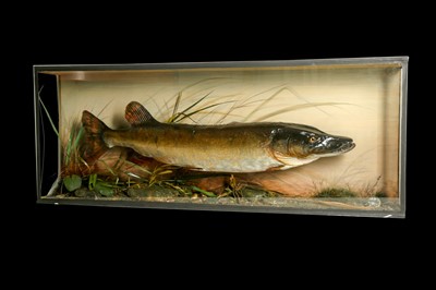 Lot 223 - TAXIDERMY: CASED NORTHERN PIKE (ESOX LUCIUS), BY PETER SPICER & SONS, CIRCA 1930