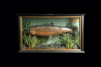 Lot 224 - TAXIDERMY: CASED BROWN TROUT (SALMO TRUTTA), CIRCA 1927