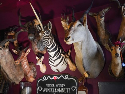 Lot 4 - A TAXIDERMY SHOULDER MOUNT OF A STRIPED UNICORN