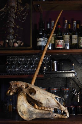 Lot 2 - A RARE UNICORN SKULL