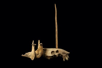 Lot 2 - A RARE UNICORN SKULL