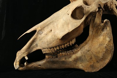 Lot 2 - A RARE UNICORN SKULL