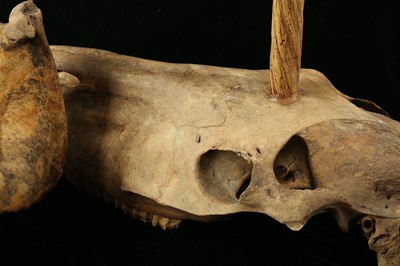 Lot 2 - A RARE UNICORN SKULL